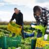 Fruit Farm Labourer Needed In Canada By Jng Living Tree Farm Ltd