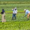 Farm Worker Needed In Canada By Can Viet Blo Farm Ltd