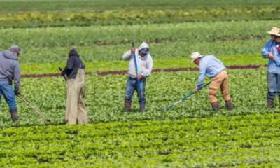 Farm Worker Needed In Canada By Can Viet Blo Farm Ltd