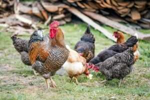 Various Job Position Available For Poultry Farm Workers in Canada – Free Visa Sponsorship