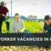 Exploring Job Opportunities in Canada: Farm Worker at J.K. Kang Farm