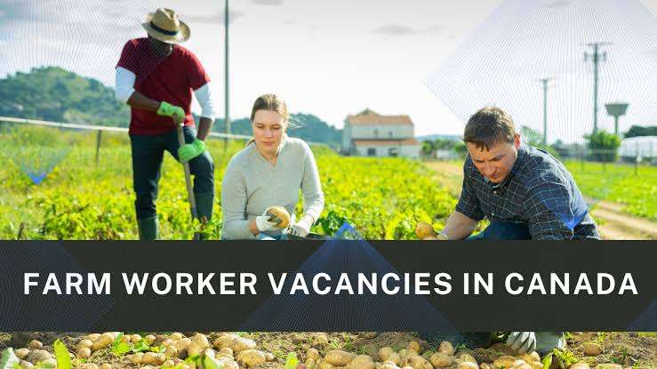 Exploring Job Opportunities in Canada: Farm Worker at J.K. Kang Farm