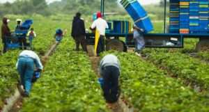 Exploring Job Opportunities in Canada: Farm Worker at J.K. Kang Farm