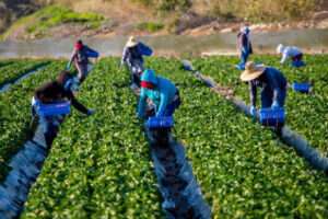 Farm Harvest Workers Need In Canada By Meditative Greens – Visa Sponsorship