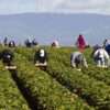 General Farm Worker Needed In Canada By Breukelman’s Mountainview Farm