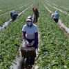 Farm Labourer Needed In Canada By Farming Worx