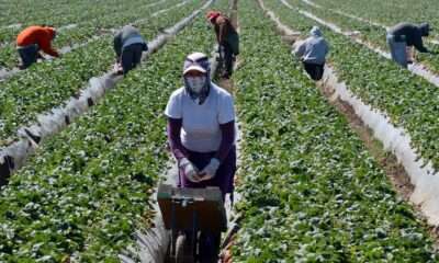 Farm Labourer Needed In Canada By Farming Worx