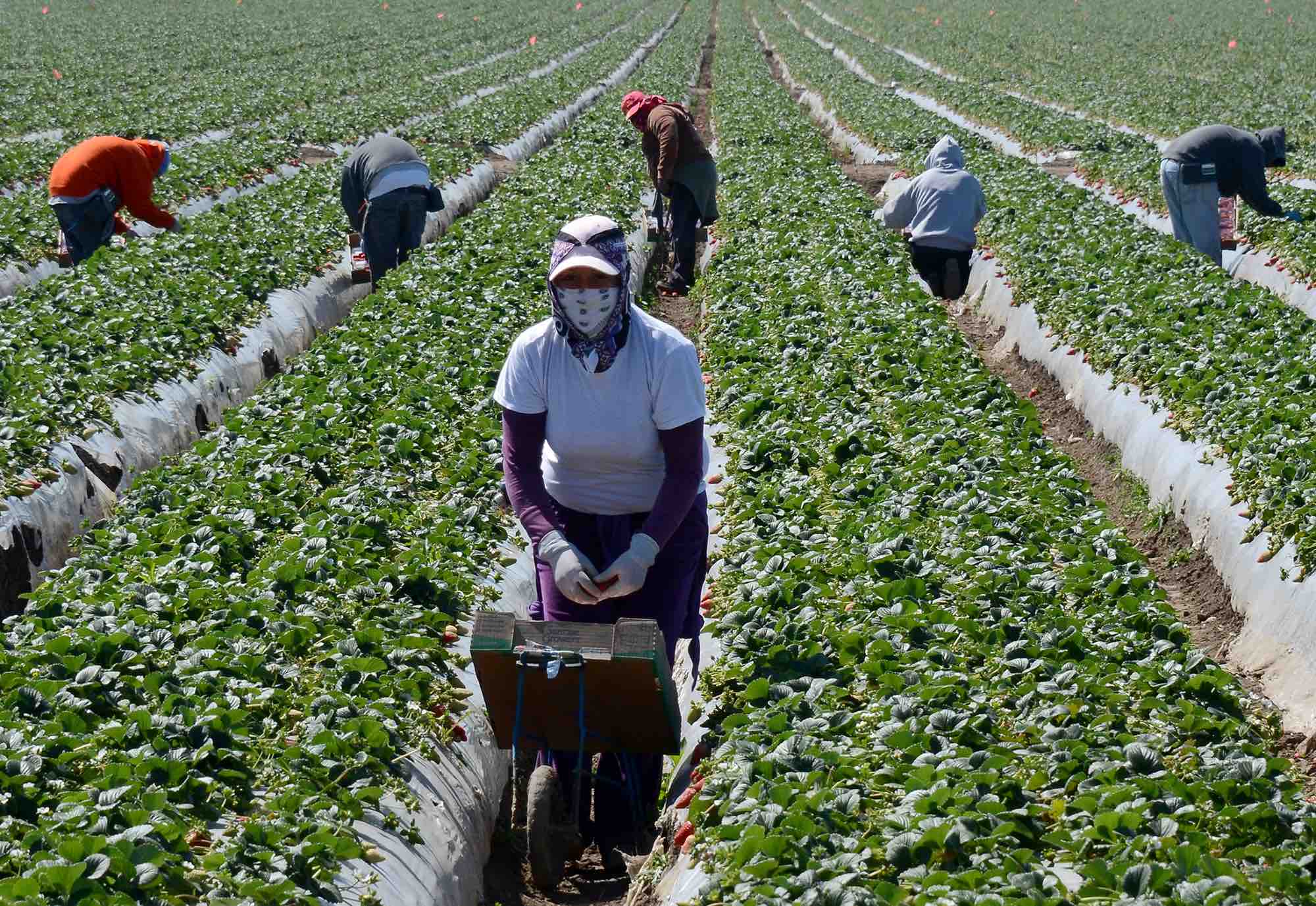 Farm Labourer Needed In Canada By Farming Worx