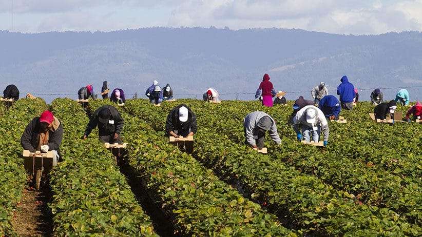 High Paying Vegetable Packer – Farm Job in Canada | Platinum Produce