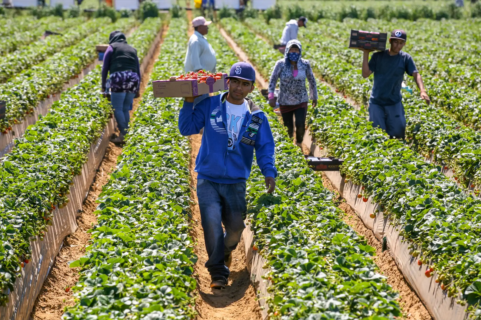 farm worker