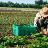 Farm Labourer