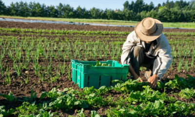 Farm Labourer