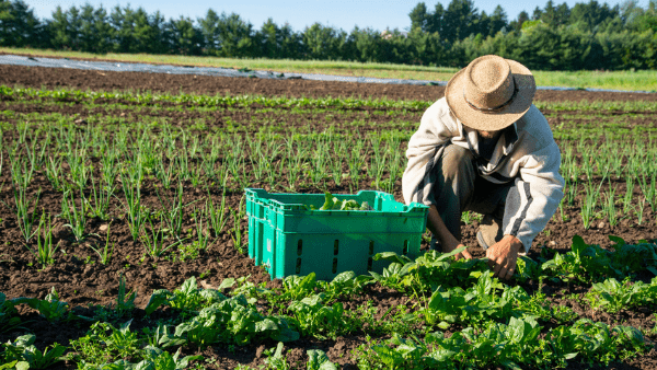 Farm Labourer