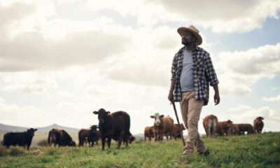 Livestock Labourer