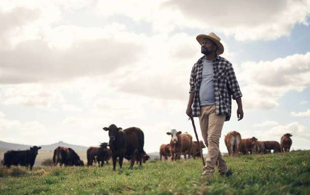 Livestock Labourer
