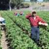 General Farm Worker Harvesting