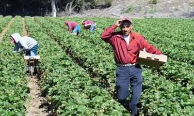 General Farm Worker Harvesting