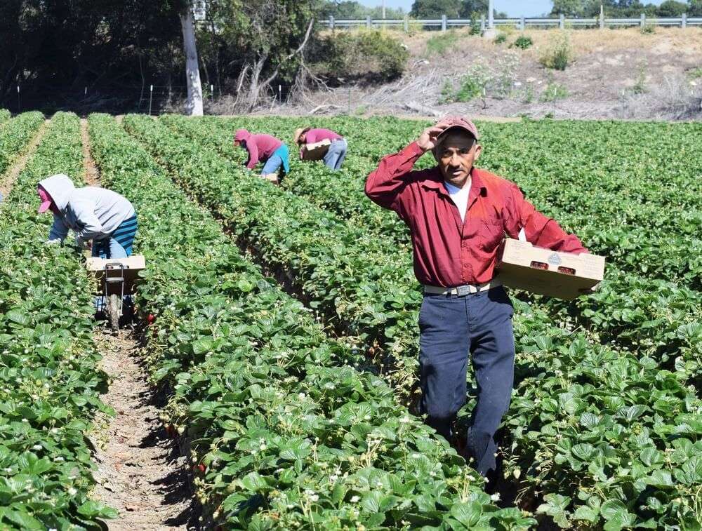General Farm Worker Harvesting