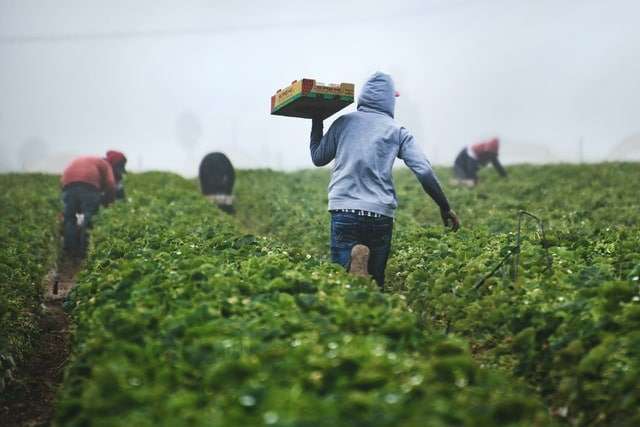 High Paying Fruit & Vegetable Picker Job in Canada – Mensen Farm (Delta, ON)