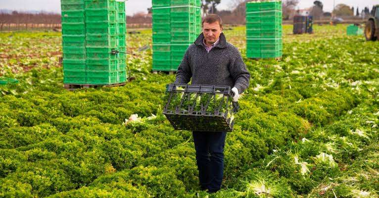 High Paying Vegetables Farm Worker | Full-Time Job in Canada | $15.60/Hour