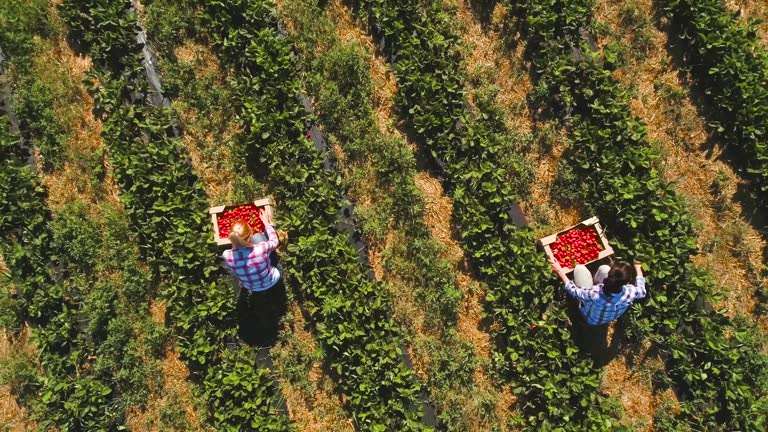 Fruit Farm Worker