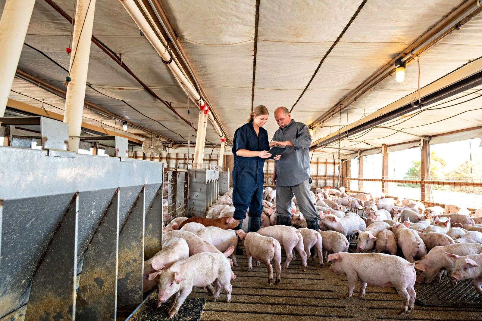 Pork Production Technician