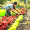 $17.85/hour farm labourers wanted for fruit, vegetable farming in Abbotsford