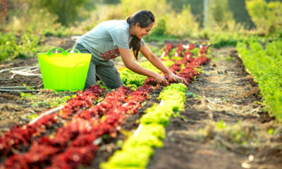 $17.85/hour farm labourers wanted for fruit, vegetable farming in Abbotsford