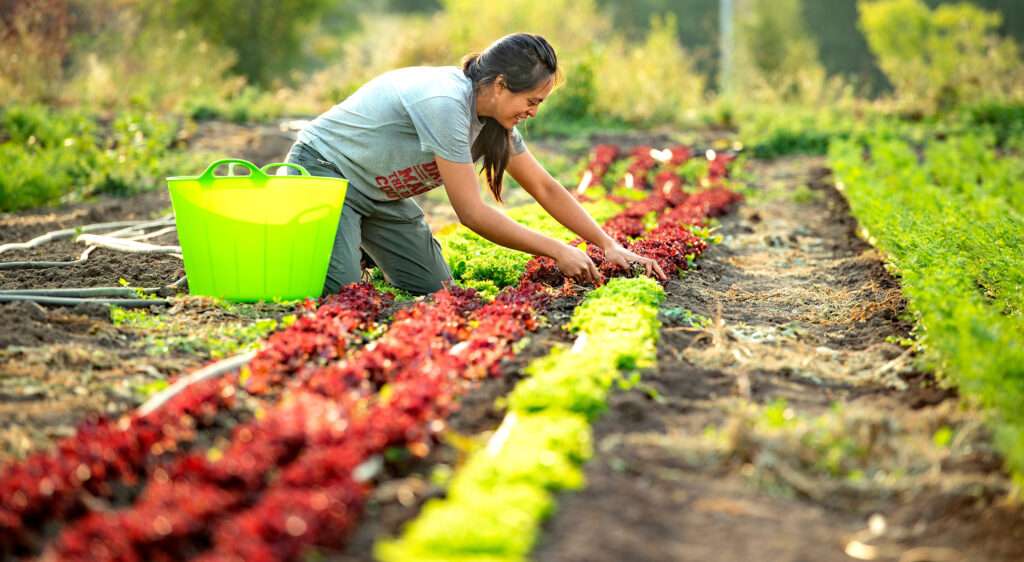 $17.85/hour farm labourers wanted for fruit, vegetable farming in Abbotsford