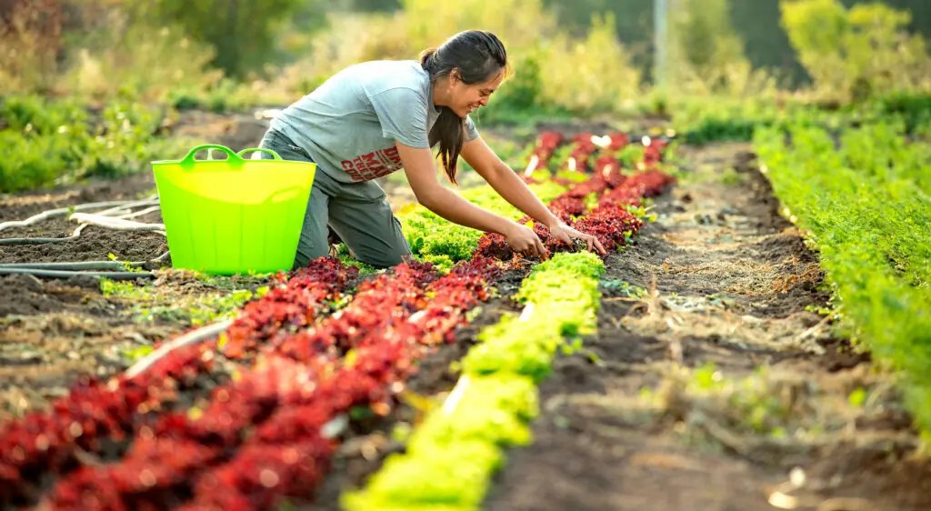 $17.85/hour farm labourers wanted for fruit, vegetable farming in Abbotsford