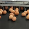 P&H hiring part-time egg packer in Hanover, Ontario