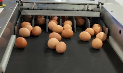 P&H hiring part-time egg packer in Hanover, Ontario