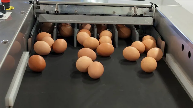 P&H hiring part-time egg packer in Hanover, Ontario