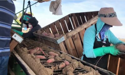 McCain Farms hiring potato grader in New Brunswick, Canada